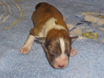 puppies