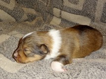 puppies