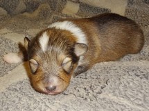 puppies