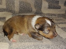 puppies