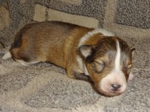 puppies