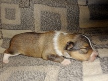 puppies