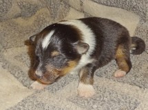 puppies