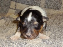 puppies