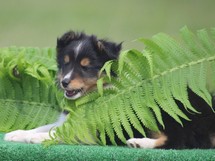 puppies