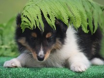 puppies