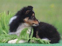 puppies