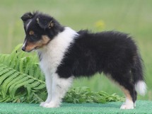puppies