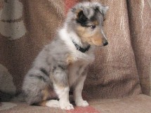 puppies