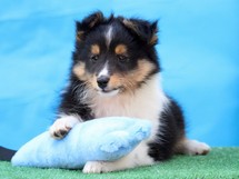 puppies