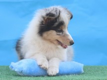 puppies