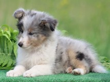 puppies