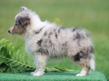 puppies