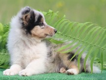 puppies