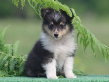 puppies
