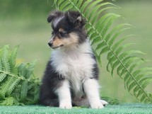 puppies
