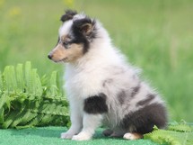 puppies