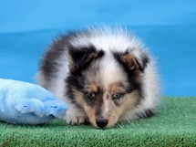 puppies