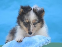 puppies
