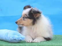 puppies