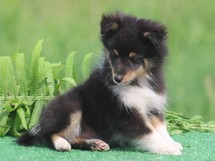 puppies