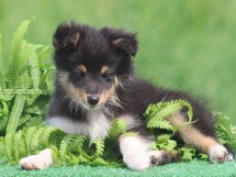 puppies