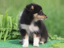 puppies