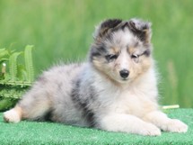 puppies