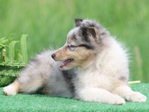 puppies