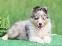 puppies