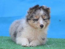 puppies