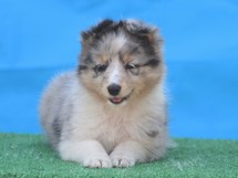 puppies