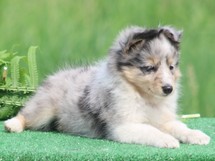 puppies