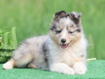 puppies