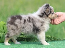 puppies