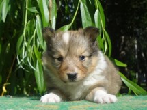 puppies