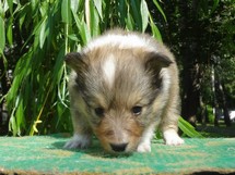 puppies