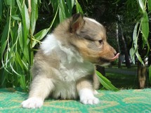 puppies