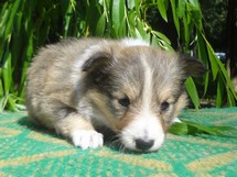 puppies