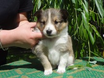 puppies