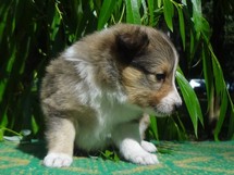 puppies