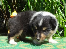 puppies
