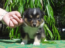 puppies