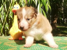 puppies