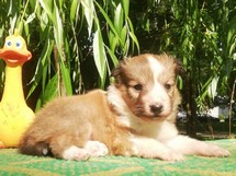 puppies