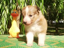 puppies