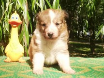 puppies
