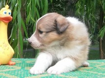 puppies