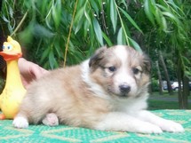 puppies