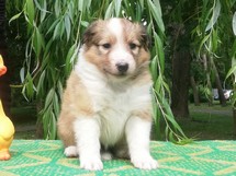 puppies